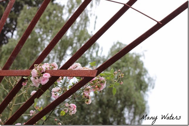 Many Waters Roses on an Arbor