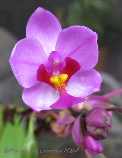 [03-07-ground-orchid%255B3%255D.jpg]