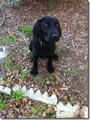 New puppy