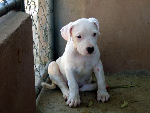 Dogo+argentino