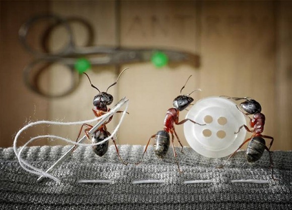 Life-of-Ants-Andrey-Pavlov-30