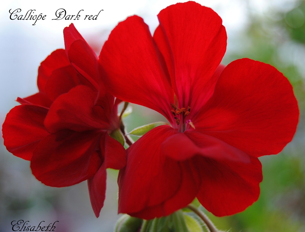 [Pelargoner-mai--12-0384.jpg]