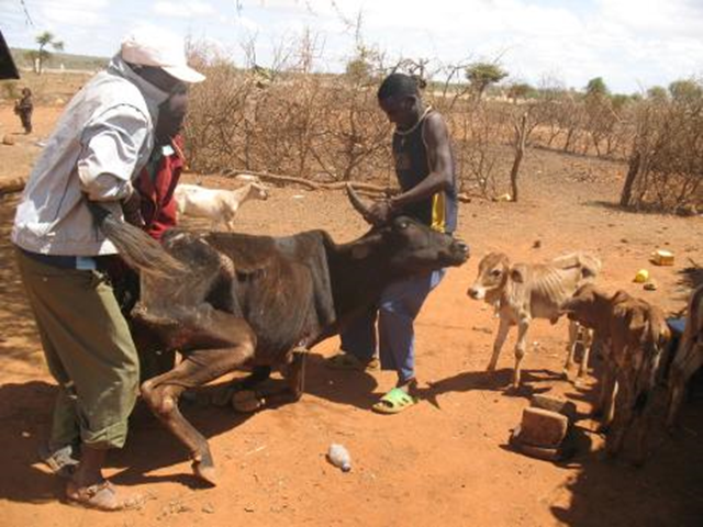 Three men in Borena Zone, Oromia Region, Ethiopia help a weak cow to stand up, May 2011. CARE / Gemechu Dida