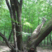 3 zrośnięte drzewa 2012-06-24-15-04-33.jpg