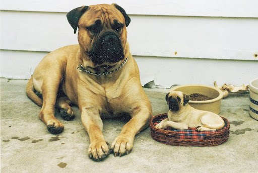 This was my favorite of Joyce's Bull Mastiffs, Maximilian. Max was given a miniature of himself by his Aunt Lorraine for Christmas one year. This was my favorite of Joyce's Bull Mastiffs, Maximilian. Max was given a miniature of himself by his Aunt Lorraine for Christmas one year.