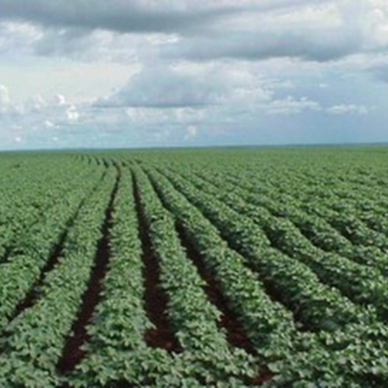 Louisiana Cotton Losses From Isaac Smaller Than Expected