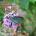 Hesperiidae%25252c%252520choaspes%252520benjaminii%25252c%252520indian%252520awlking