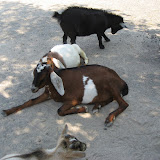 Goats at the Nashville Zoo 09032011