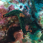 Schnecke am Riff bei Hoga