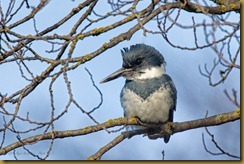 - Belted Kingfisher _BIF8766 March 09, 2011 NIKON D3S