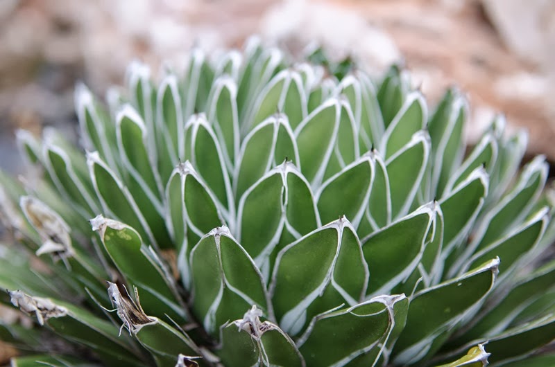 [Monte-Carlo-283.jpg]