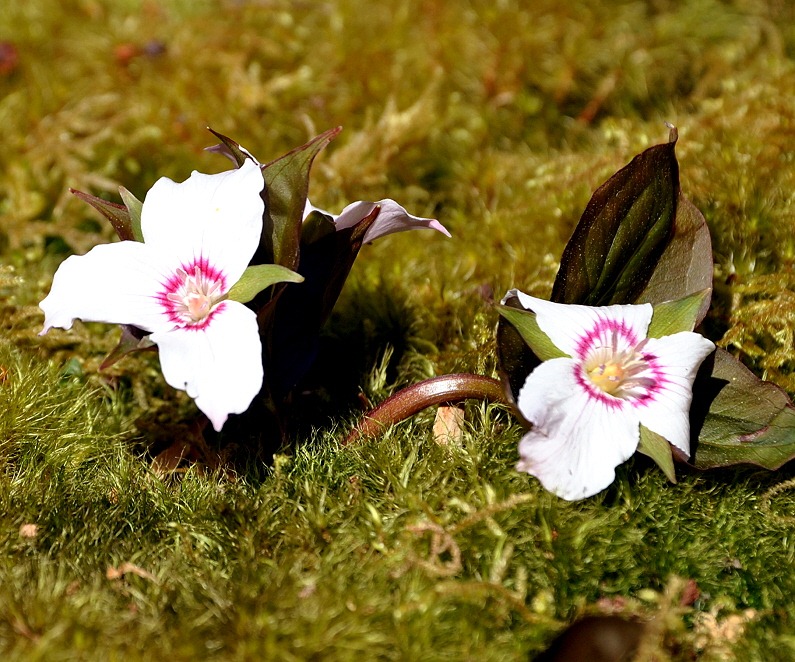 [04---Spring-Wildflowers---Trillium--%255B4%255D.jpg]