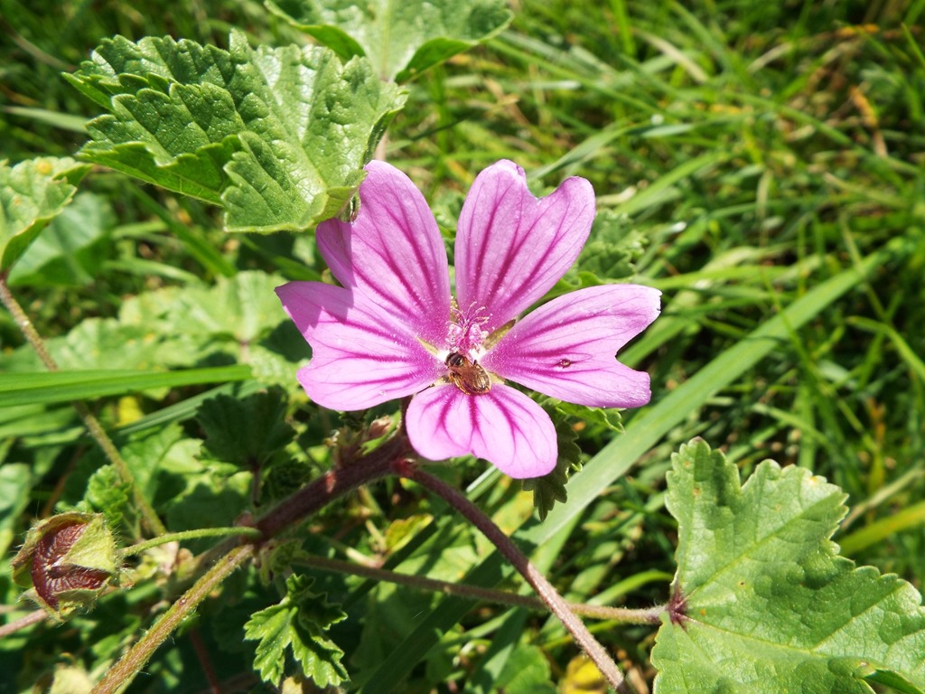 [purple-wild-flowers6.jpg]