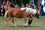 Toffy f 2007 e Panter u Elilia e Komet