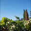 Napa