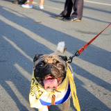Pet Express Doggie Run 2012 Philippines. Jpg (162).JPG