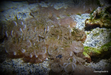 Upside -down Jellies