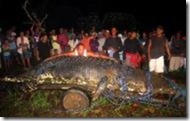 Giant Crocodile Giant Crocodile