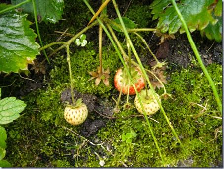 tuin-4 tuin-4