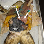 dissect29_eggs.jpg