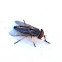 Horse-fly