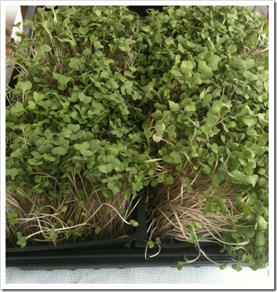 broccoli sprouts wiltbank farm