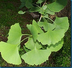 ginko4 ginko4