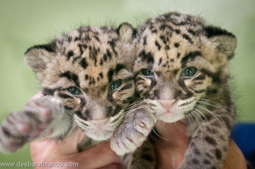 filhotes recem nascidos zoo zoologico desbaratinando animais lindos fofos  (2)