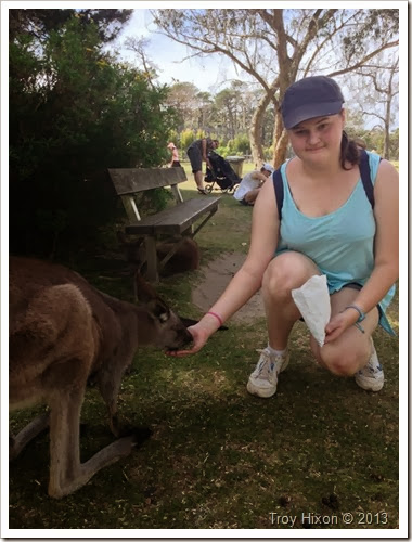 Feeding the Kangaroos