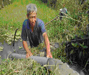 Farmer Nguyen Van Ut in Go Cong Town, Tien Giang Province, Mekong Delta pumps fresh water into his paddy field to save it from salinity. monre.gov.vn