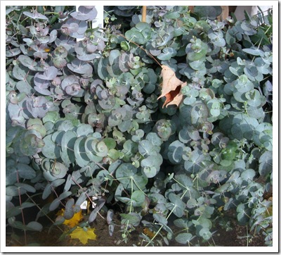 eucalyptus
