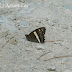 Nymphalidae%25252c%252520aulocera%252520swaha%25252c%252520common%252520satyr