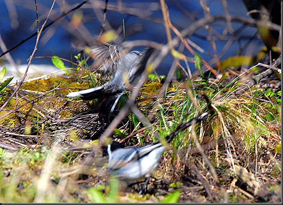 volkkari västäräkki 022 volkkari västäräkki 022