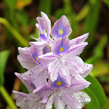 Flowers After The Rains At Annandale Falls - St. George's, Grenada