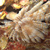 Featherduster worm - Photo (c) DavidR.808, some rights reserved (CC BY-NC-SA)