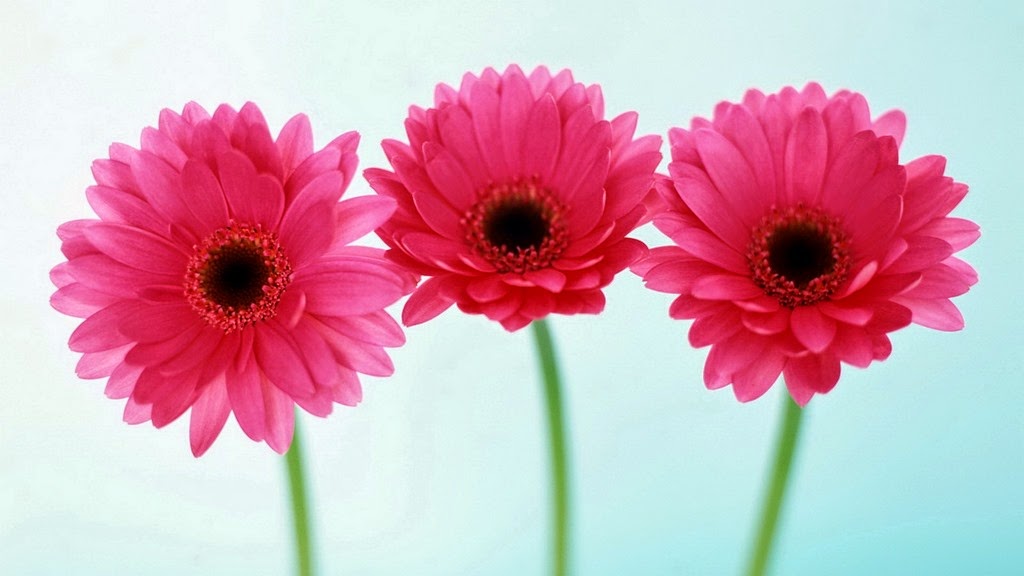 [Three-pink-daisies%255B4%255D.jpg]