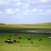 Inner-Mongolia-Moo-b.JPG