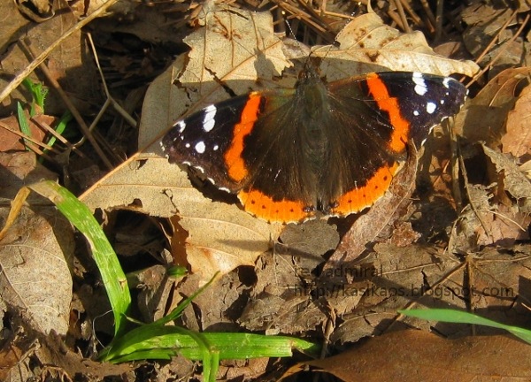 [red-admiral72%255B4%255D.jpg]