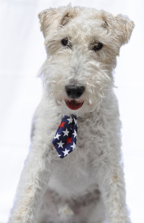 [dogtie1%255B5%255D.jpg]