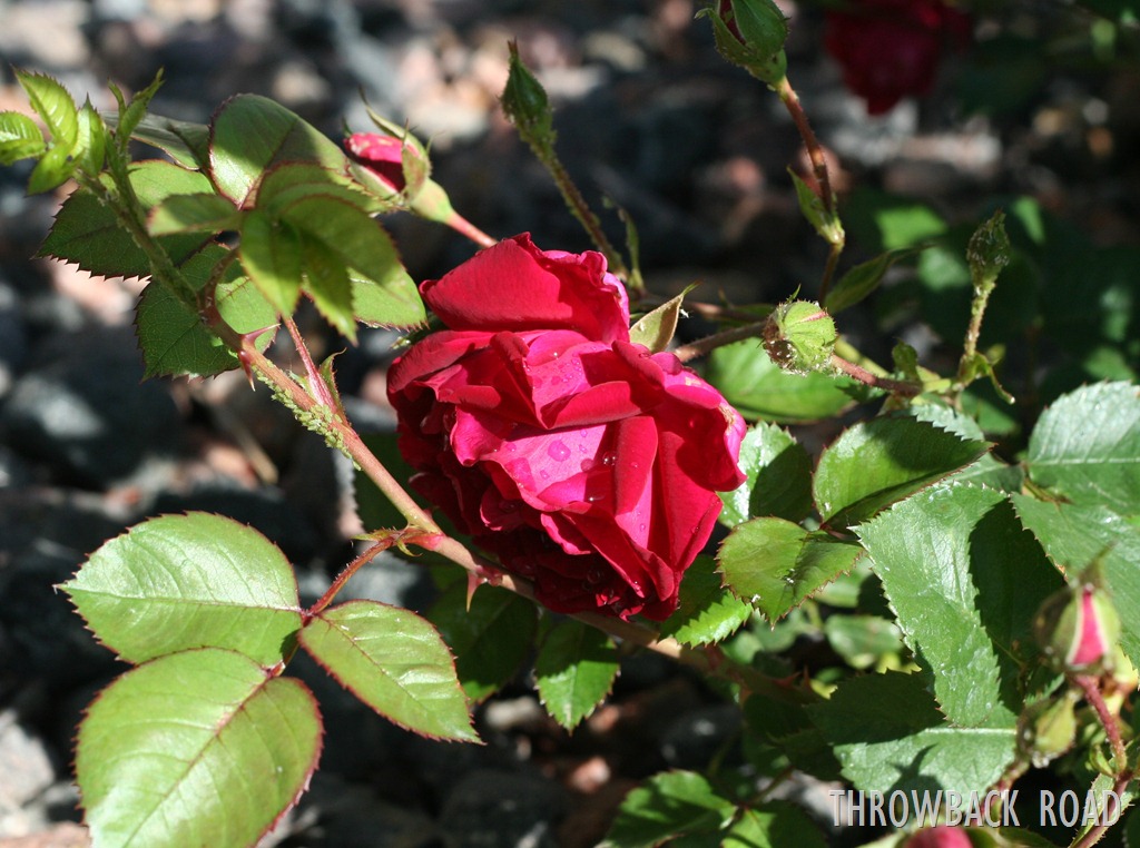 [rose%2520002%255B3%255D.jpg]
