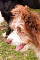 Sheepdog pup