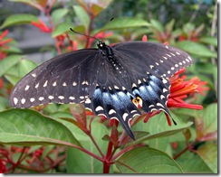 Eastern Black Swallowtail