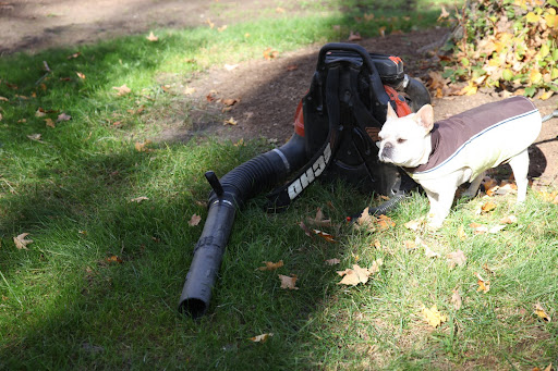 Look what I found, a leaf blower.  What do you say I have a go with it?
