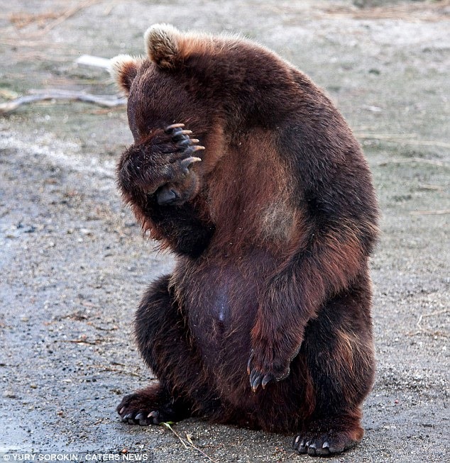[No%2520more%2520photos%2520please%2520for%2520this%2520camera%2520shy%2520bear%252001%255B3%255D.jpg]