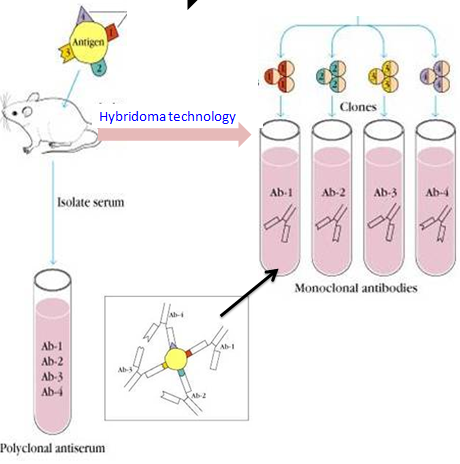 Monoclonal and polyclonal antibody