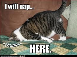 [Sleeping%2520lol%2520cat%255B3%255D.jpg]