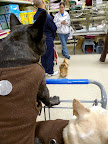 Hi, Francesca and Sharkey!  I recognize you from your blog!  My owner is talking to Mercy and Miguel Fernandez from the Tuesday & Lisa Cat Rescue.  They find homes for rescued cats!