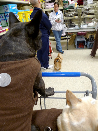 Hi, Francesca and Sharkey!  I recognize you from your blog!  My owner is talking to Mercy and Miguel Fernandez from the Tuesday & Lisa Cat Rescue.  They find homes for rescued cats!