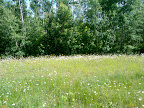 Oxeye daisies in full glory. Oxeye daisies in full glory.