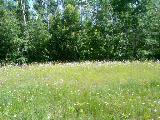 Oxeye daisies in full glory. Oxeye daisies in full glory.
